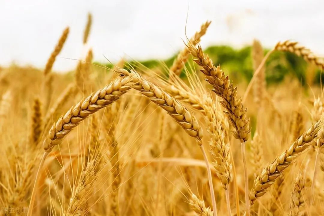 泽连斯基以为食品短缺将不可避免地导致政治混乱-空运到迪拜